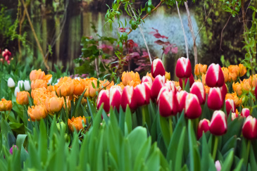 В Твери организована продажа цветов к 8 Марта