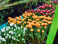 В Твери организована продажа цветов к 8 Марта