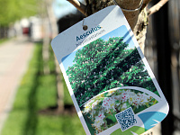 В Городском саду высажена аллея каштанов