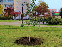 В Твери в сквере на проспекте Калинина высадили яблони