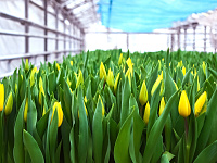 В Твери стартуют мероприятия, посвященные Международному женскому дню