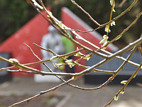 В Твери благоустраивают воинские захоронения и мемориалы