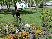 В Городском саду высажена аллея каштанов