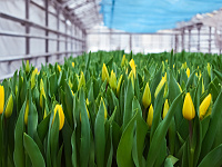 В Твери организована продажа цветов к 8 Марта