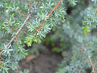 Ученики тверской школы № 17 высадили из деревьев и кустарников «Аллею знаний»