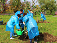 В Твери в сквере на проспекте Калинина высадили яблони
