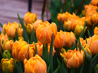 В Твери стартуют мероприятия, посвященные Международному женскому дню