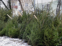 В Твери начали работать ёлочные базары