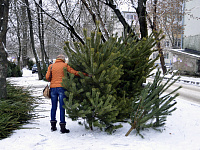 В Твери начали работать ёлочные базары