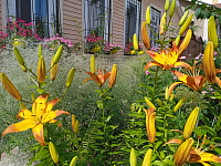 В Твери наградили участников фестиваля цветников  «Украсим район своим руками»