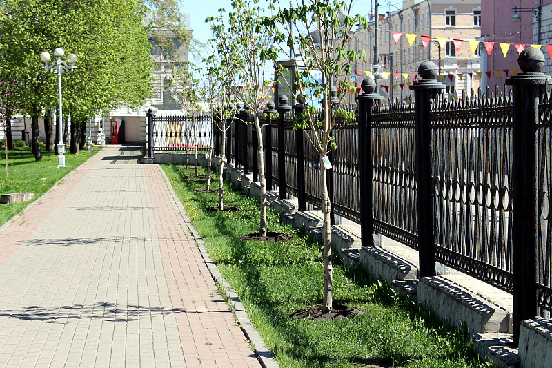В Городском саду высажена аллея каштанов