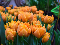 В Твери организована продажа цветов к 8 Марта