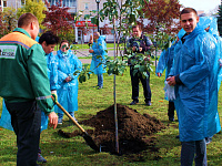 В Твери в сквере на проспекте Калинина высадили яблони