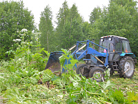 В Твери продолжается системная работа по уничтожению борщевика Сосновского