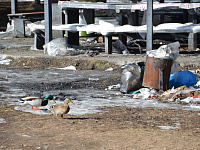 В тверских рощах проходят рейды по борьбе с навалами мусора