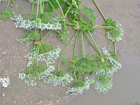 В Твери продолжается системная работа по уничтожению борщевика Сосновского