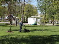 В Городском саду высажена аллея каштанов