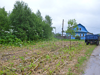 В Твери продолжается системная работа по уничтожению борщевика Сосновского