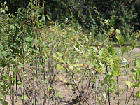 В Твери продолжаются работы по благоустройству