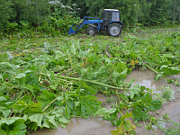 В Твери продолжается системная работа по уничтожению борщевика Сосновского