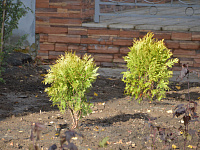 Ученики тверской школы № 17 высадили из деревьев и кустарников «Аллею знаний»