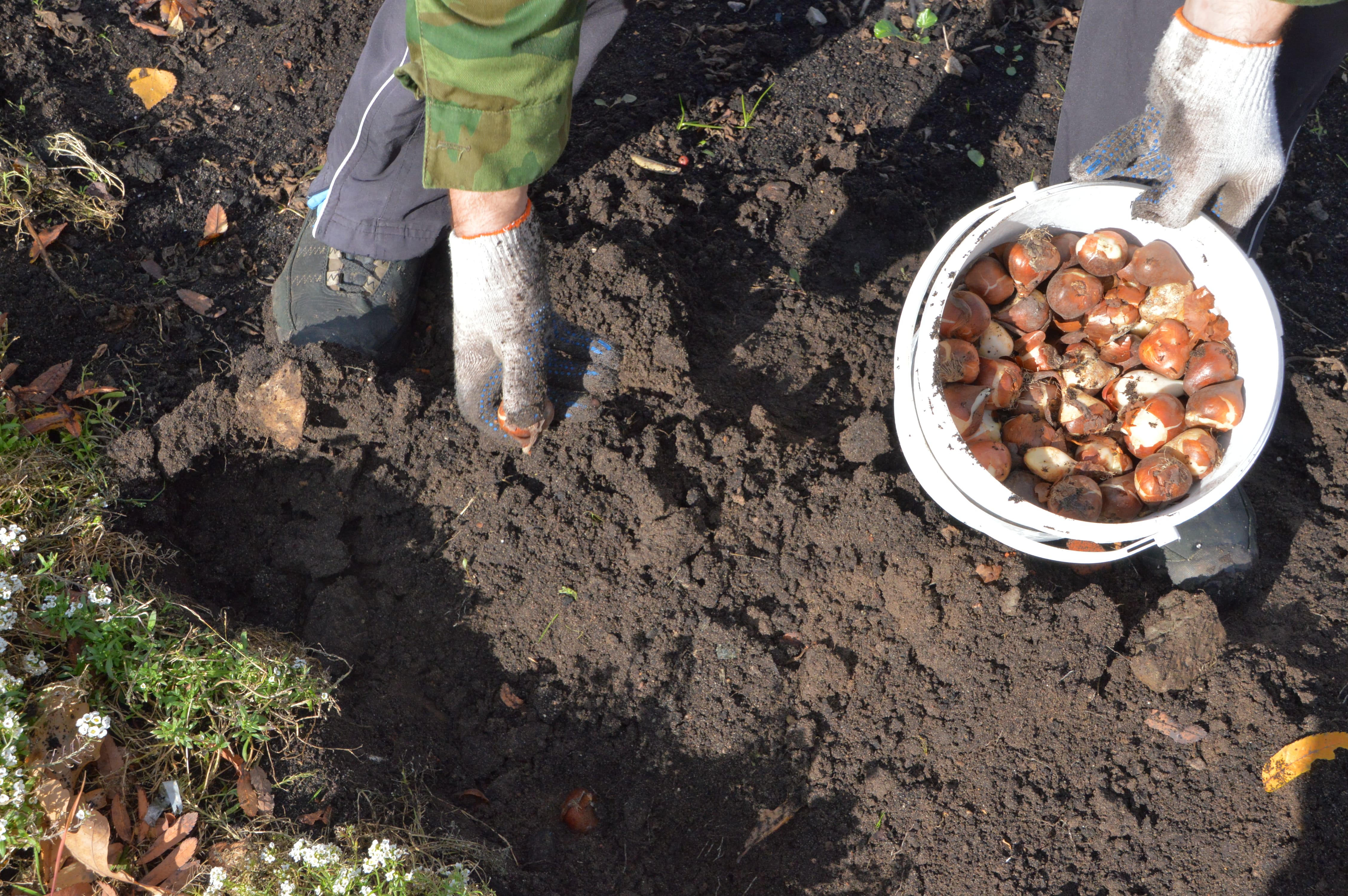 в ростове высадят 200 тысяч луковиц тюльпанов. на двух опытных участках 100 м2 высадили тюльпаны. луковичные осенней посадки. тюльпаны подольск. на двух участках высадили луковицы тюльпанов.
