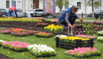 В Твери обустраивают клумбы и цветники