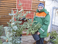 В Твери в МБУ «Зеленстрой» началась выставка-продажа новогодних елей