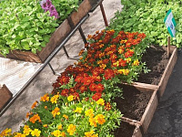 В Твери работает выставка – продажа рассады и посадочного материала