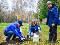 В Твери в парке на улице Королева высадили молодые дубы 