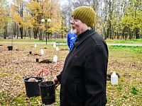 В Твери в парке на улице Королева высадили молодые дубы 