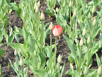 Глава города Твери Алексей Огоньков проверил благоустройство воинских захоронений