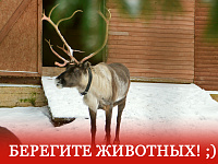 Администрация Твери подвела итоги «Рождественской ярмарки»