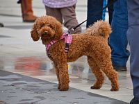 Тверь празднует День народного единства