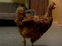 Администрация города опубликовала новый выпуск рубрики «Ключи Твери»