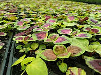 В Твери продолжаются весенние работы по благоустройству и уборке улиц