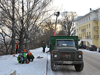 В Твери ведется санитарная обрезка деревьев