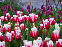  В преддверии 8 марта в Твери будет организована продажа цветов