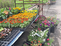 В Твери работает выставка – продажа рассады и посадочного материала