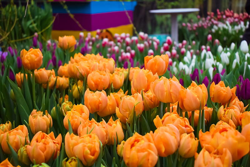  В преддверии 8 марта в Твери будет организована продажа цветов