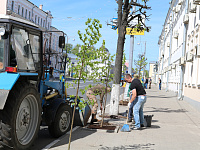 В центре Твери высадили липы