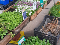 В Твери работает выставка – продажа рассады и посадочного материала