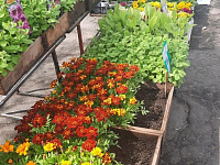 В Твери работает выставка – продажа рассады и посадочного материала