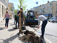 В центре Твери высадили липы