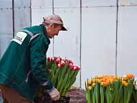  В преддверии 8 марта в Твери будет организована продажа цветов