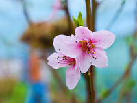  В преддверии 8 марта в Твери будет организована продажа цветов