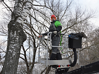 В Твери ведется санитарная обрезка деревьев