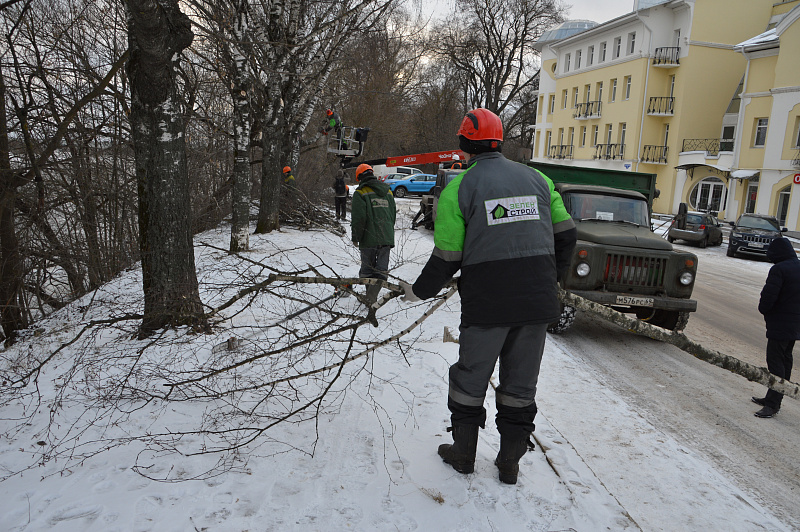 В Твери ведется санитарная обрезка деревьев