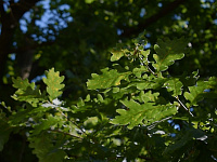 Администрация города продолжает еженедельную рубрику «Ключи Твери»