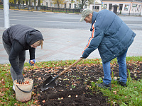 В Твери высадят более 80 тысяч луковиц тюльпанов